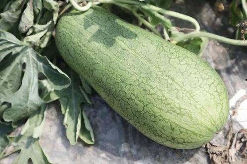 玉面桃花三吃瓜