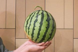 这瓜吃的就是很甜,尽在这瓜中