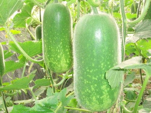 吃瓜图片大全大图,趣味横生的美食瞬间