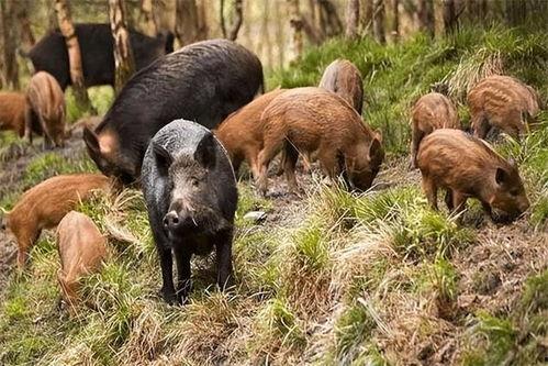野猪进瓜地吃瓜怎么办,有效策略与防治措施