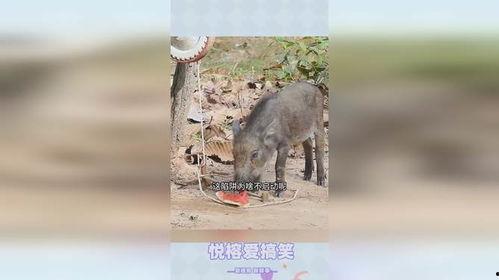 野猪进瓜地吃瓜怎么办,有效策略与防治措施