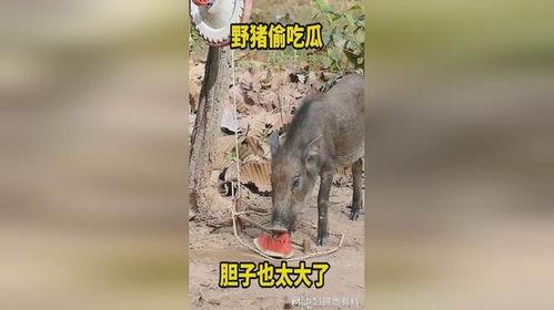 野猪进瓜地吃瓜怎么办,有效策略与防治措施