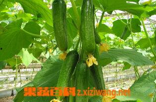 乳瓜有人吃吗有人吃吗,探寻其食用现状与口味之谜