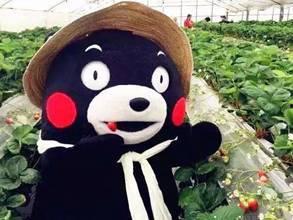 种花家吃瓜熊,揭秘我国民间趣味生活