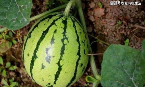 温岭土话里吃瓜,方言中的趣味生活