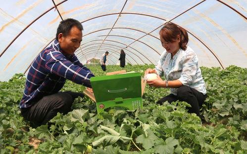 蒲树瓜怎么吃,探索美味与营养的完美结合