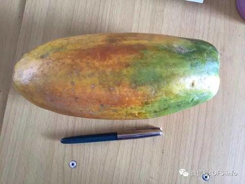 蒲树瓜怎么吃,探索美味与营养的完美结合