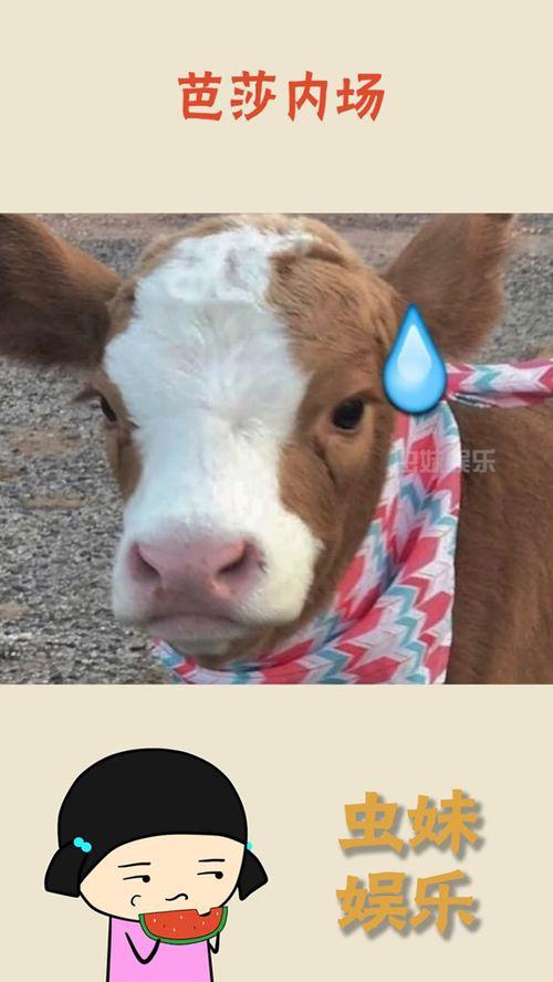 抖音520吃瓜,抖音带你揭秘娱乐圈甜蜜背后的秘密