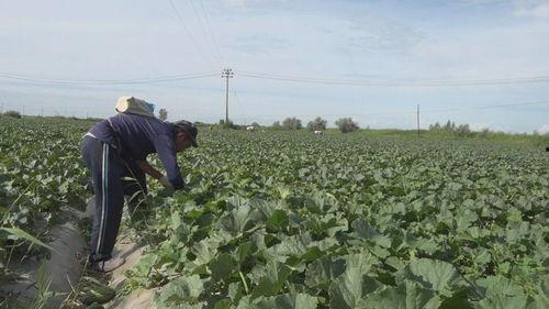 农民棉花地吃瓜,农民棉花地吃瓜趣事
