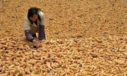 农民棉花地吃瓜,农民棉花地吃瓜趣事