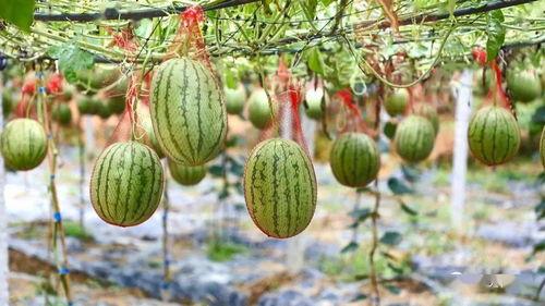 大里村吃瓜,一场别开生面的吃瓜盛宴