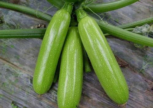 白色茭瓜怎么吃,探索美味与营养的完美结合