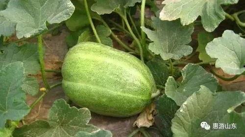 泰安吃瓜,揭秘当地特色美食背后的故事