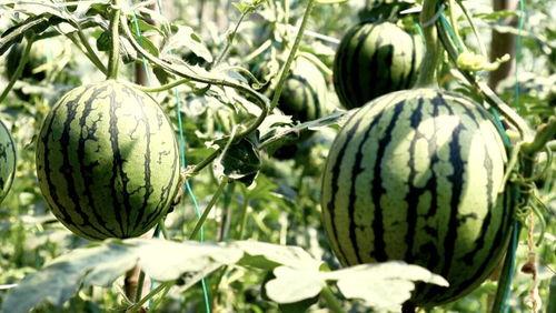 泰安吃瓜,揭秘当地特色美食背后的故事