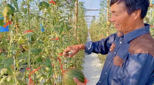 秋日吃瓜小说,一场穿越时空的甜蜜邂逅