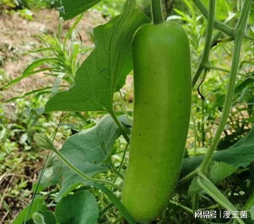 吃瓠瓜可以吃西红柿吗,探索两者共食的可能性