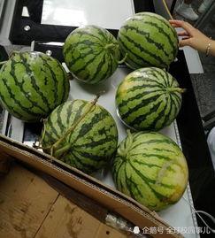 高校吃瓜,揭秘校园吃瓜背后的故事