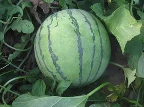 吃茄瓜头晕的原因,营养过剩还是过敏反应？