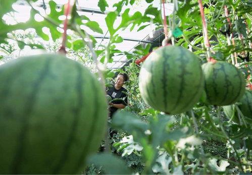 怎么吃瓜会吃到无籽瓜,吃瓜新体验