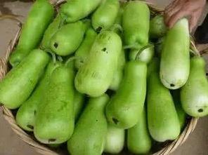 葫芦瓜心怎么吃,探索家常烹饪新境界