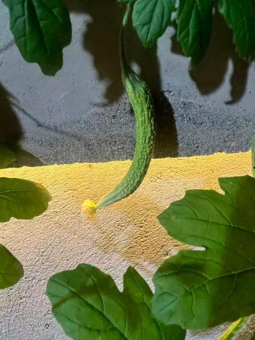 黄花吃瓜,揭秘瓜果中的营养与美味