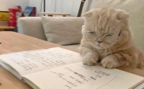 幼崽吃瓜文案短句,萌宝吃瓜瞬间，欢乐无限