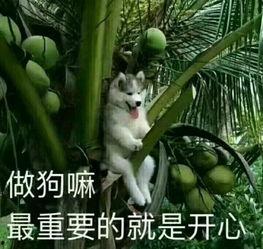 幼崽吃瓜文案短句,萌宝吃瓜瞬间，欢乐无限