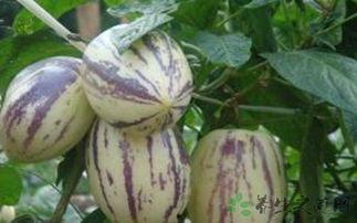 吃茄瓜眼蒙,探寻神秘蔬菜的神奇功效与食用之道