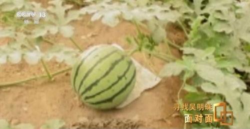 有的人在吃瓜,揭秘网络吃瓜文化的魅力与争议