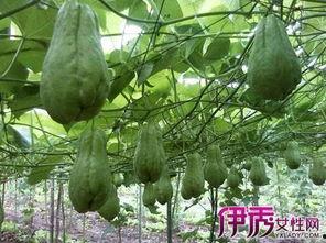 吃佛手瓜禁忌什么,了解这些，健康饮食无忧