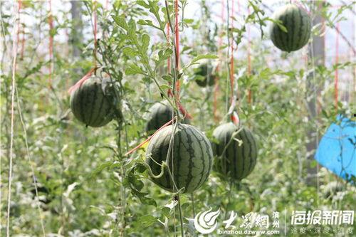 兴义视频吃瓜事件,揭秘网络舆论的风暴与反思