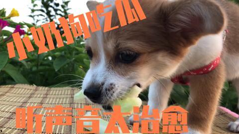 小狗主人吃瓜,揭秘宠物界的趣味生活