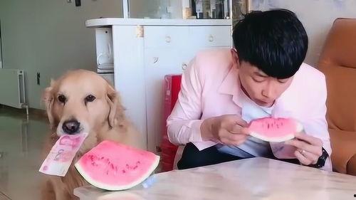 小狗主人吃瓜,揭秘宠物界的趣味生活