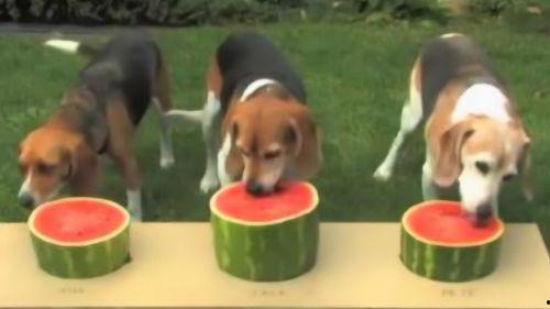 小狗主人吃瓜,揭秘宠物界的趣味生活