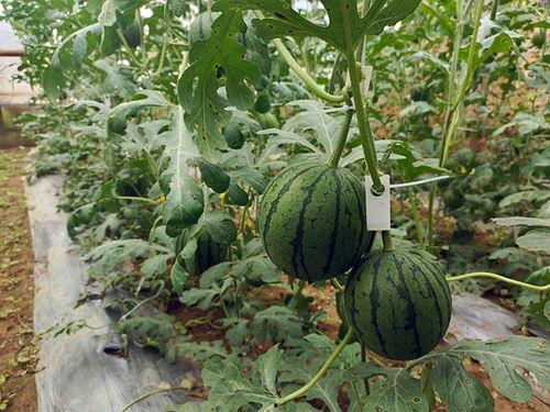 在哪里快速吃瓜,快速吃瓜指南