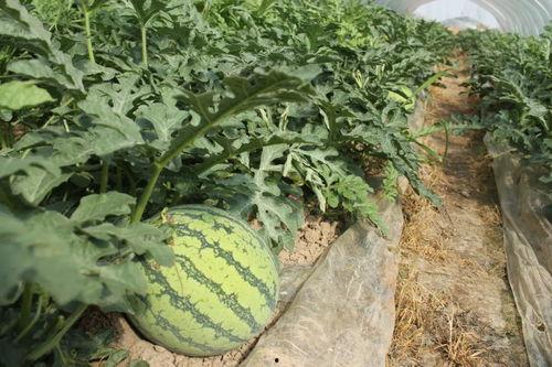 云哥吃瓜日常,揭秘娱乐圈幕后故事