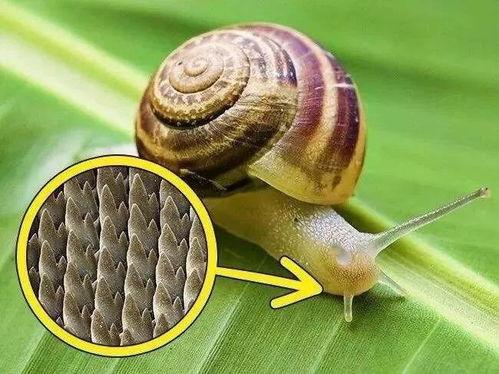 外星蜗牛吃瓜,外星蜗牛的神秘瓜食之旅