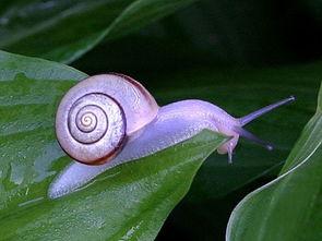 外星蜗牛吃瓜,外星蜗牛的神秘瓜食之旅