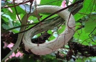 张有志吃蛇瓜,挑战蛇瓜美味之旅