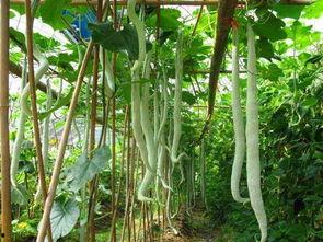 张有志吃蛇瓜,挑战蛇瓜美味之旅