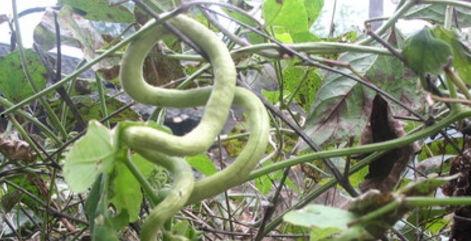 张有志吃蛇瓜,挑战蛇瓜美味之旅