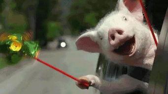 吃瓜搞笑猎奇中心,吃瓜搞笑猎奇中心独家爆料