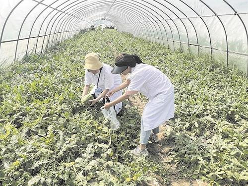 武汉吃瓜群众吃红瓜事件,一场关于美食与误解的网络热议