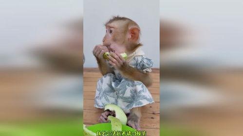 猴子吃瓜视频搞笑,欢乐吃瓜大赛笑翻天