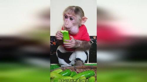 猴子吃瓜视频搞笑,欢乐吃瓜大赛笑翻天