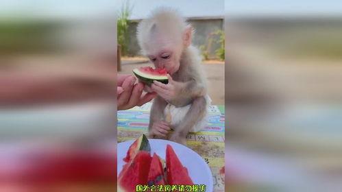 猴子吃瓜视频搞笑,欢乐吃瓜大赛笑翻天