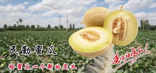 未瓜怎么吃,解锁夏日清新美味