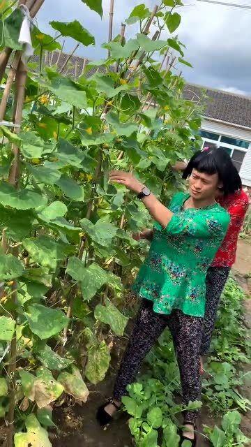 花婶子吃瓜,揭秘娱乐圈幕后故事