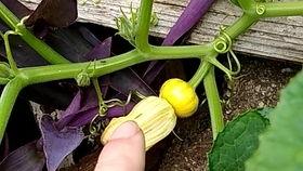 花婶子吃瓜,揭秘娱乐圈幕后故事