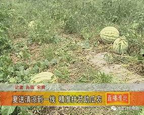 淮北吃瓜群,揭秘当地特色美食与生活趣事